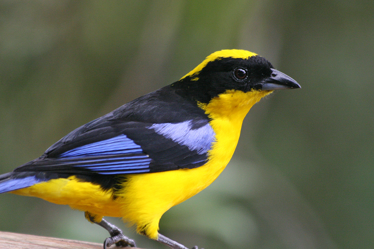 Blue-winged Mountain-tanager wallpaper