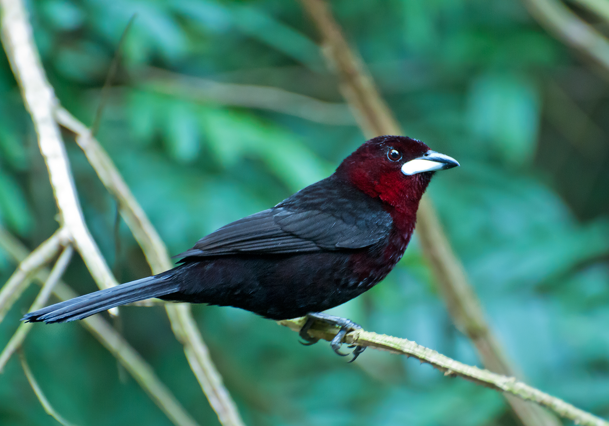 Silver-beaked Tanager wallpaper