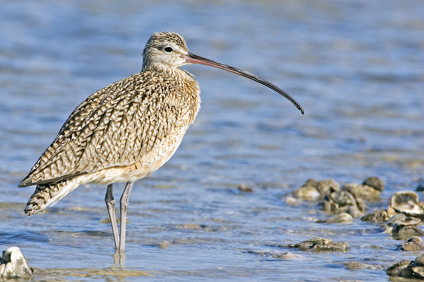 Long-billed Curlew wallpaper