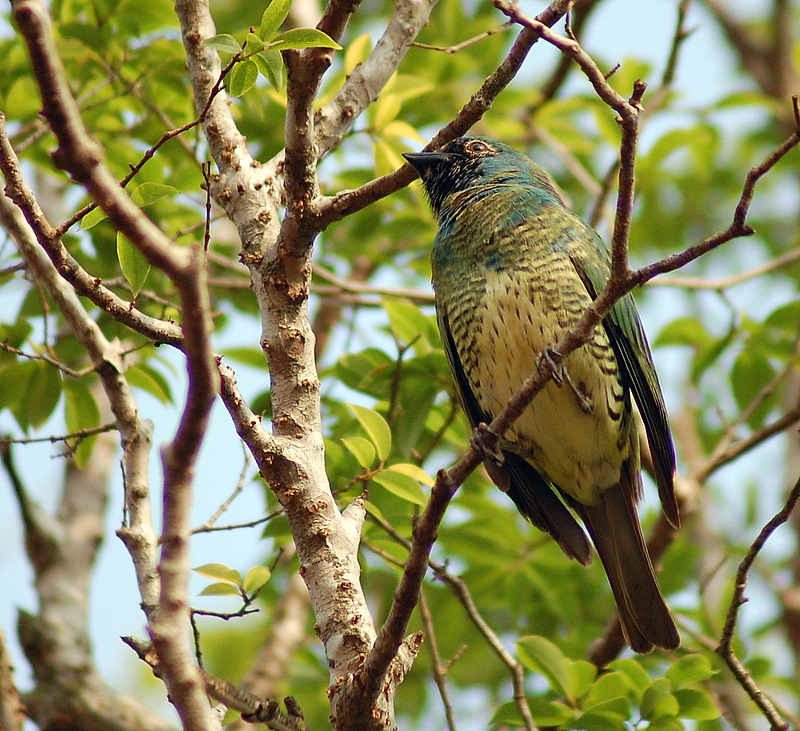 Swallow Tanager wallpaper