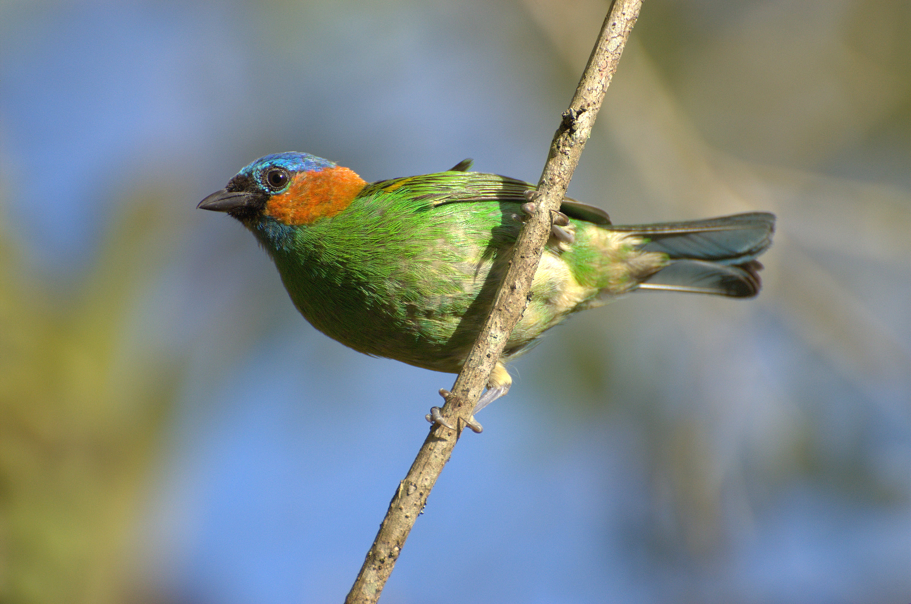 Red-necked Tanager photos and wallpapers. 
