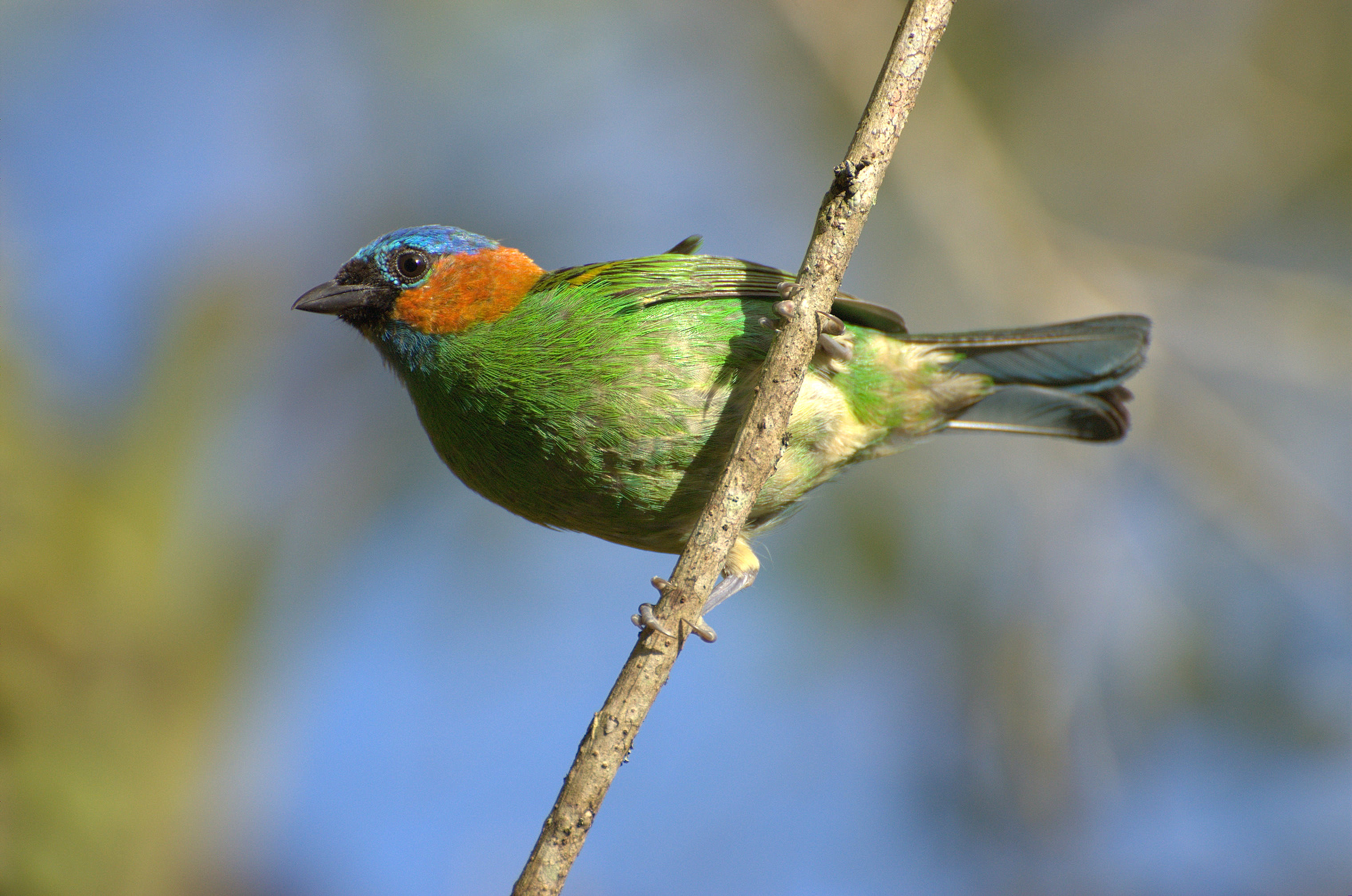 Red-necked Tanager wallpaper