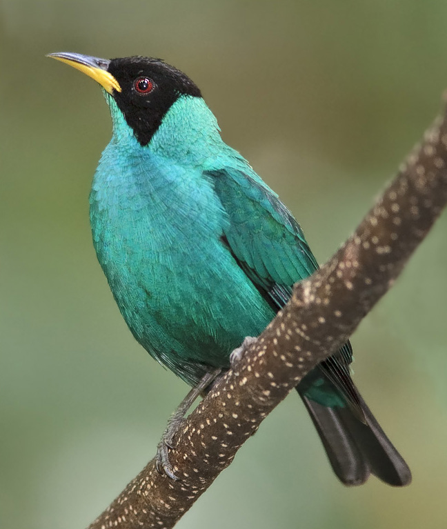 Green Honeycreeper wallpaper