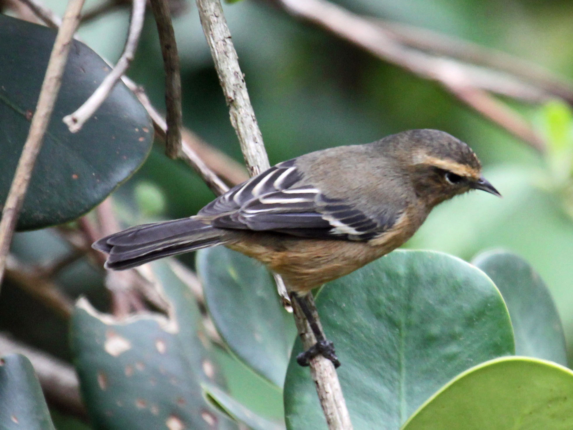 Cinereous Conebill wallpaper