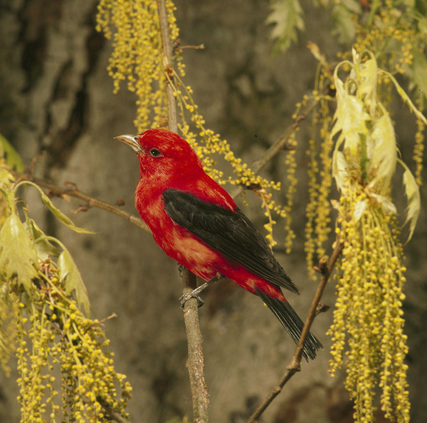 Scarlet Tanager wallpaper