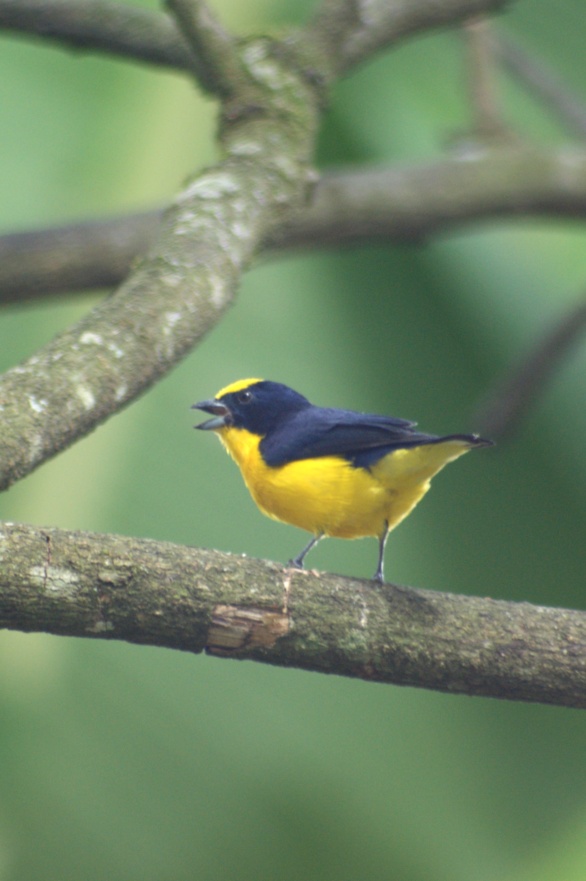 Thick-billed Euphonia wallpaper