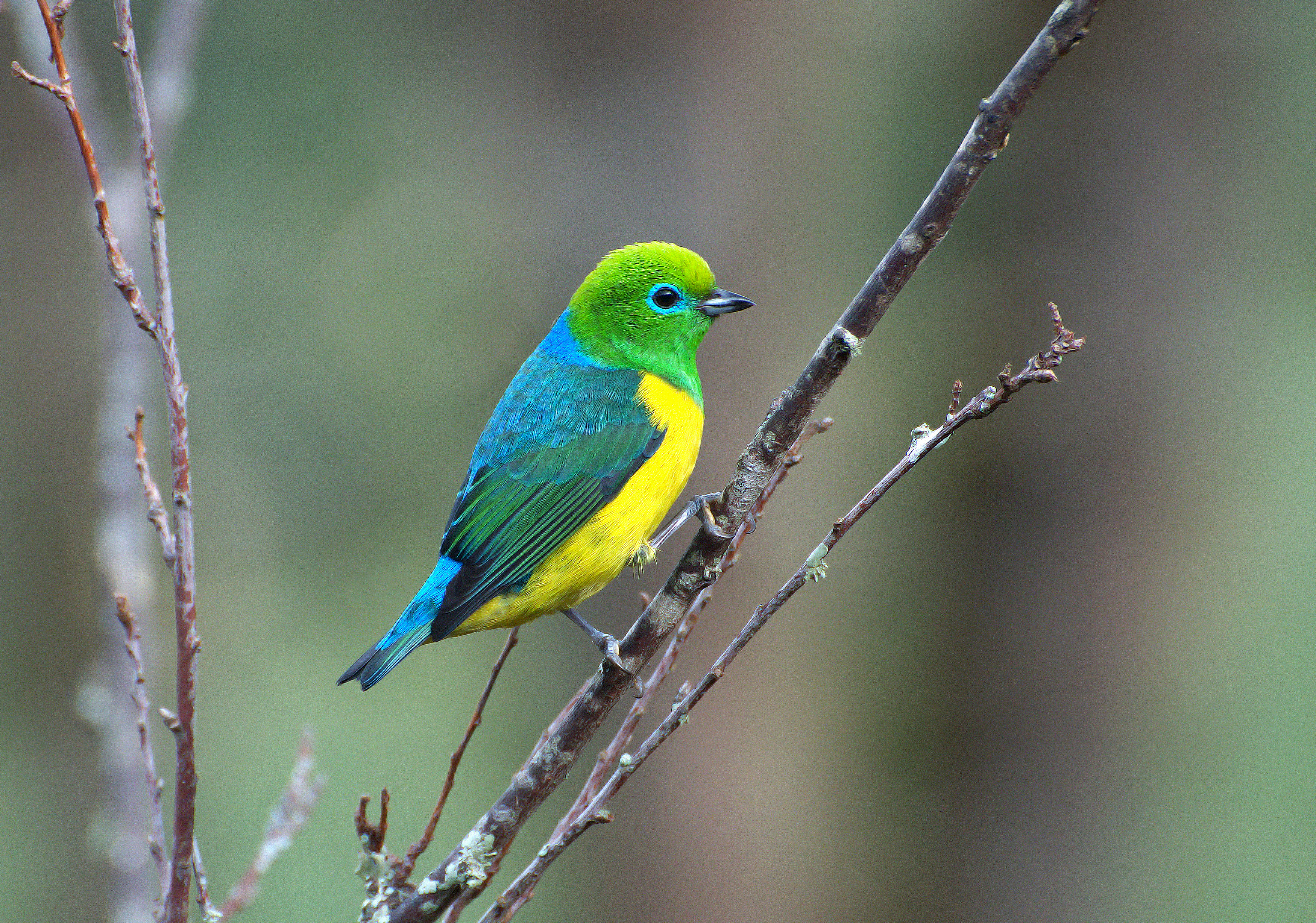 Blue-naped Chlorophonia wallpaper