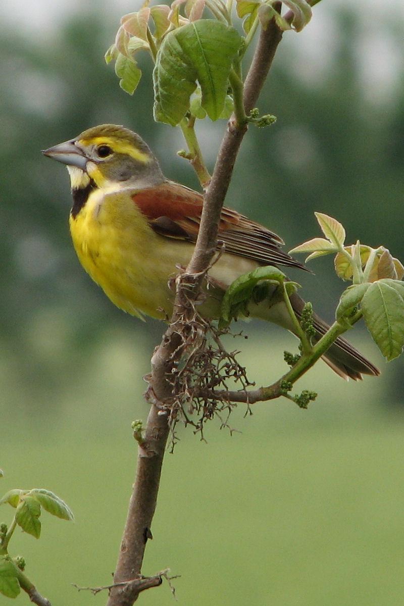 Dickcissel wallpaper