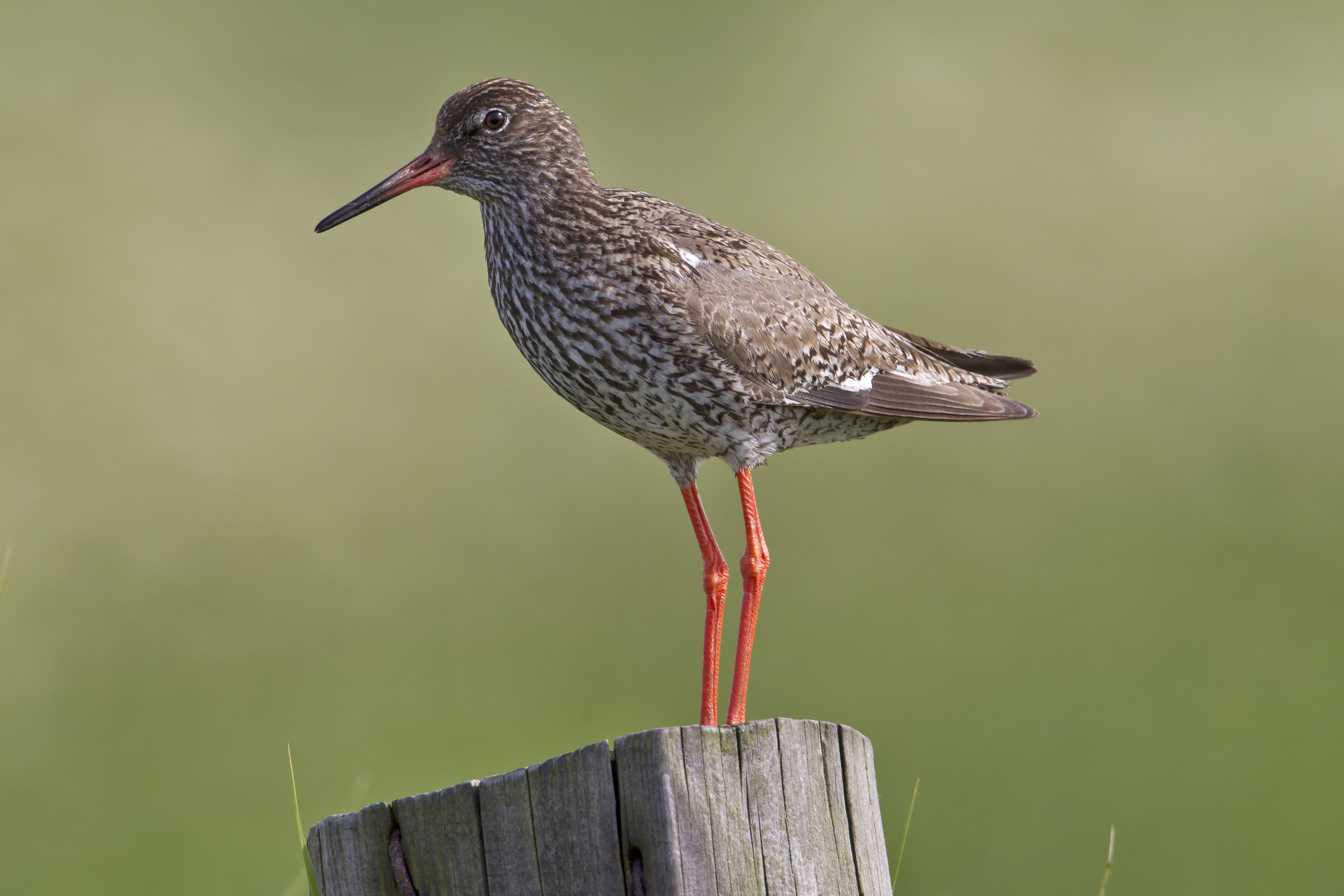 Common Redshank wallpaper