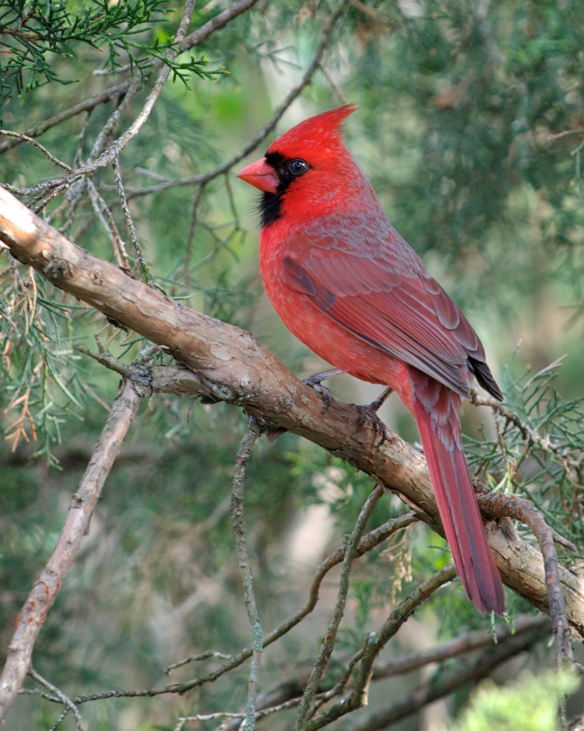 Northern cardinal wallpaper