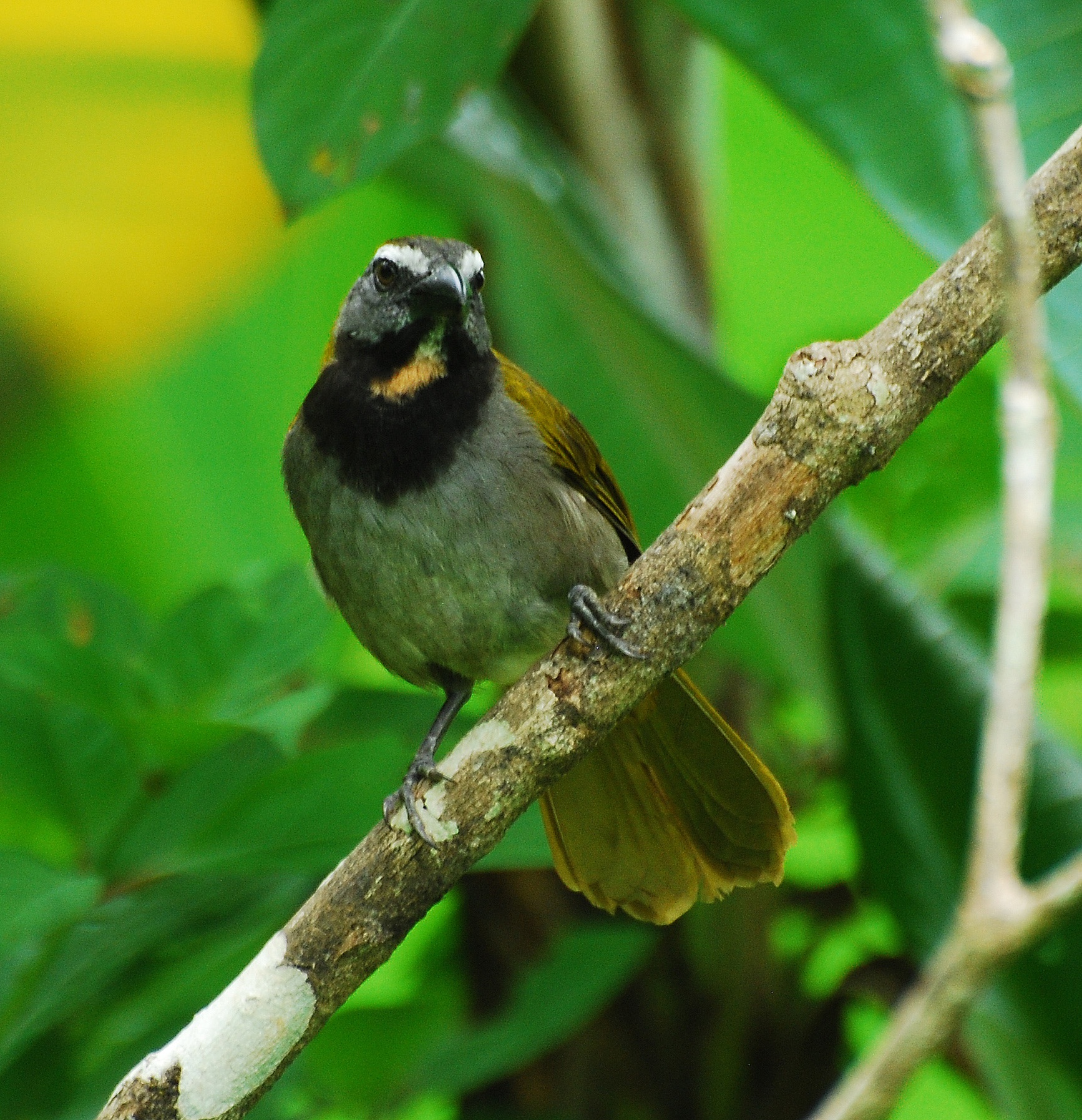 Buff-throated Saltator wallpaper