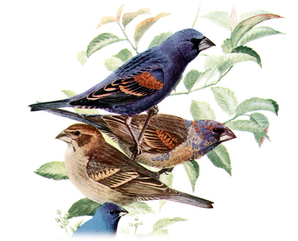 Blue grosbeak wallpaper