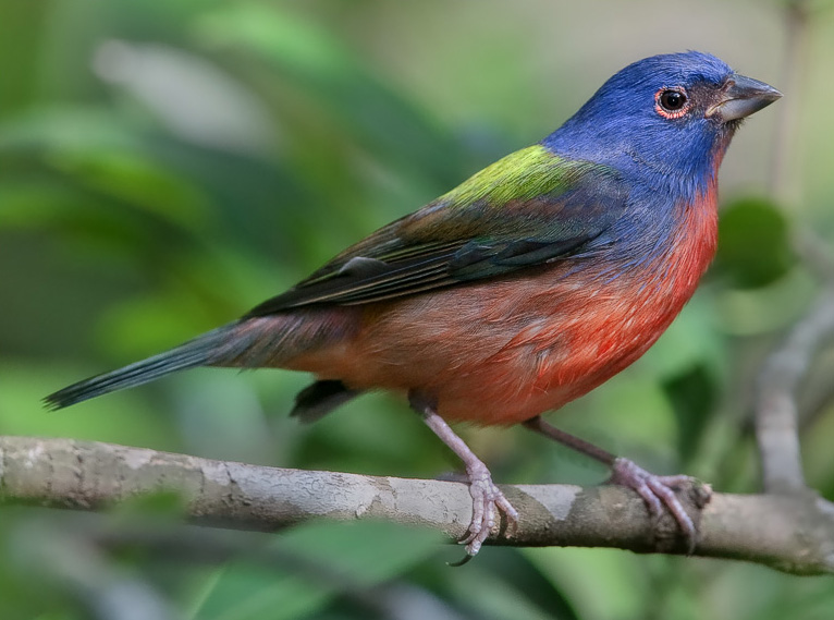 Painted Bunting wallpaper