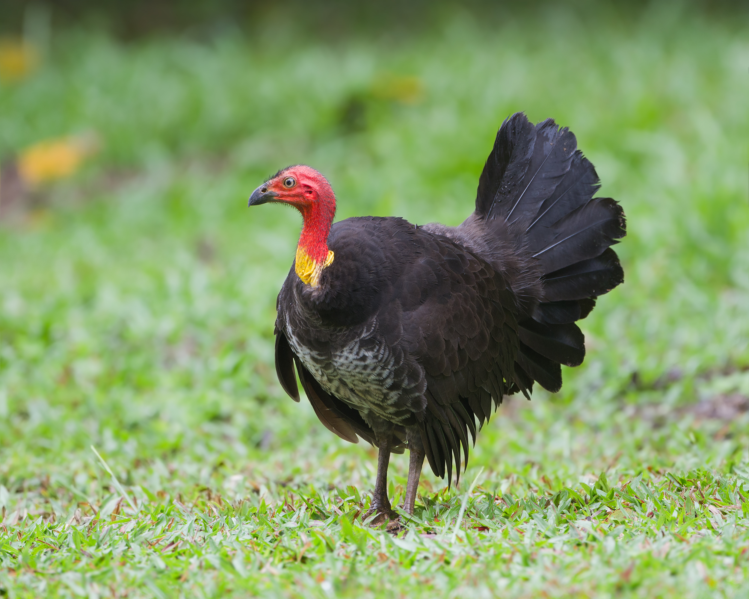 Australian Brush-turkey wallpaper