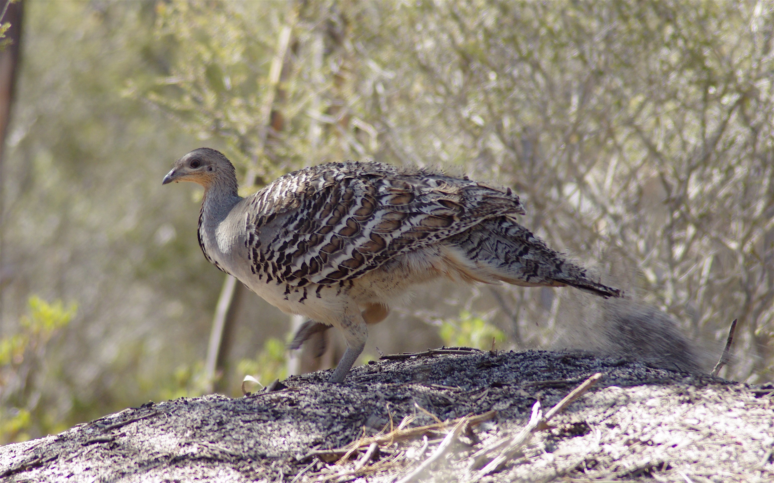 Malleefowl wallpaper