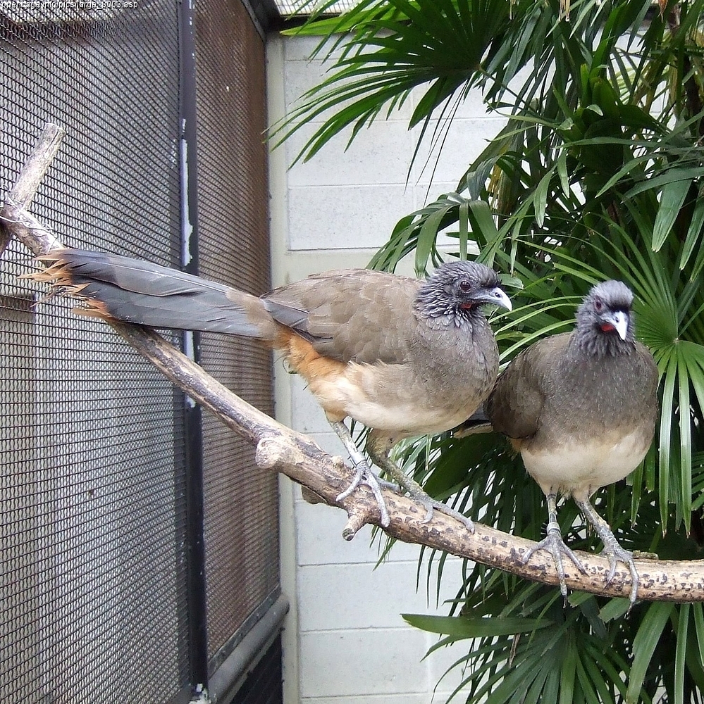 Plain Chachalaca wallpaper