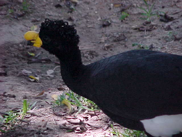 Yellow-knobbed Curassow wallpaper