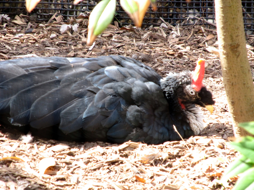 Horned Guan wallpaper