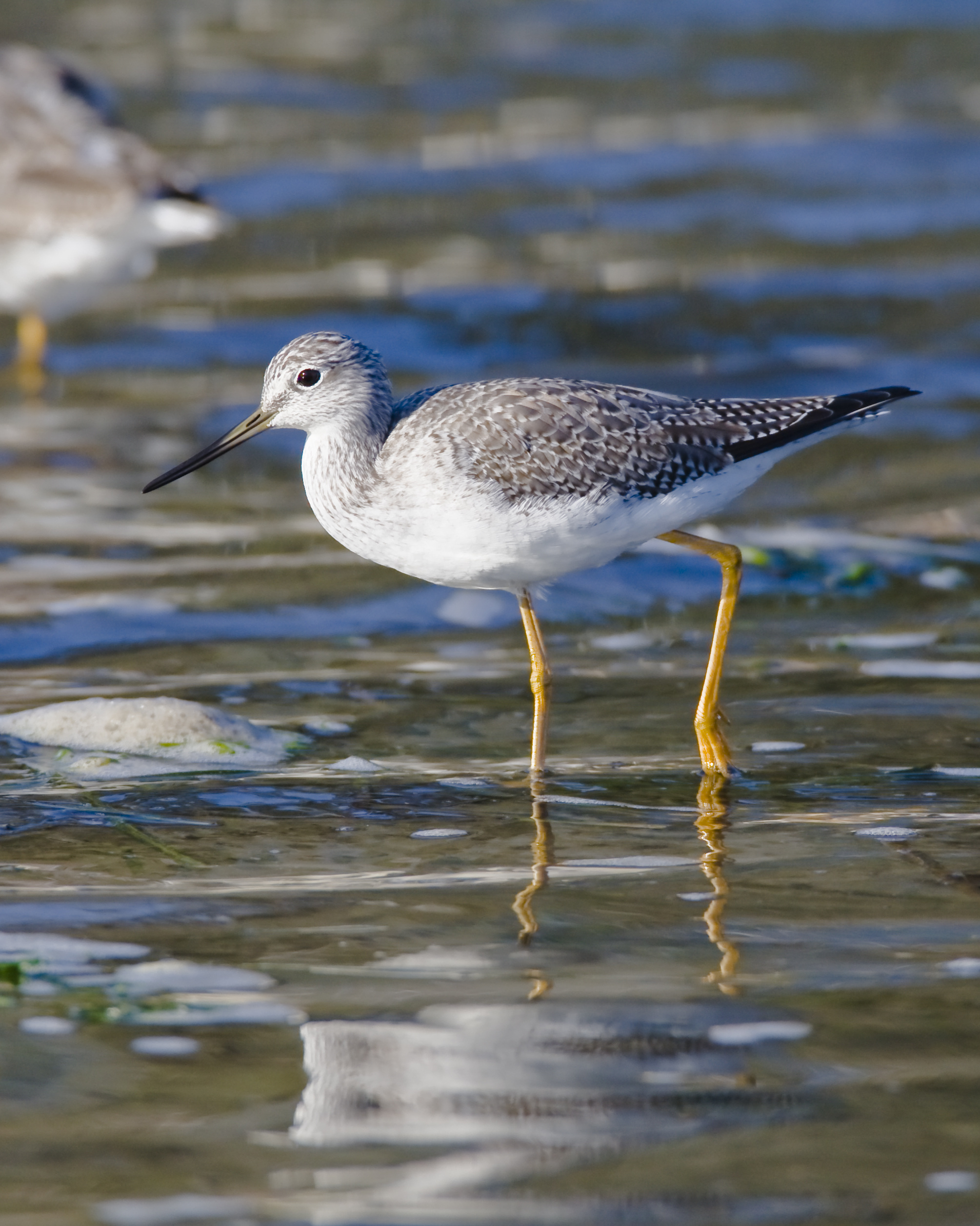 Greater Yellowlegs wallpaper