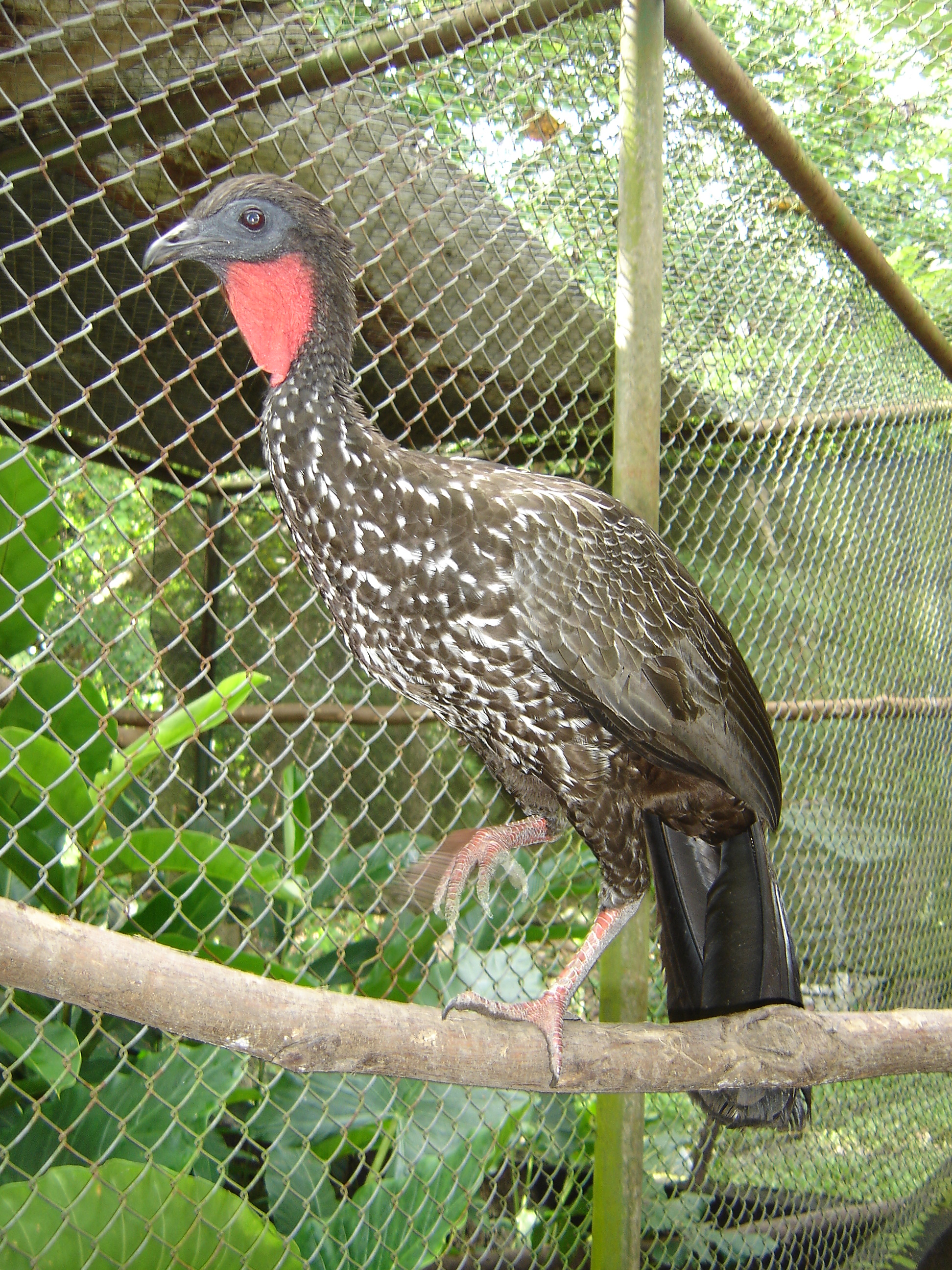 Crested Guan wallpaper