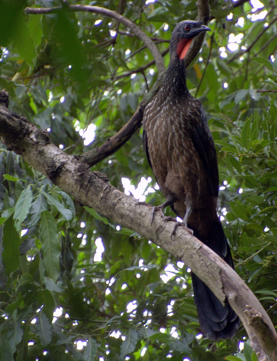 Dusky-legged Guan wallpaper