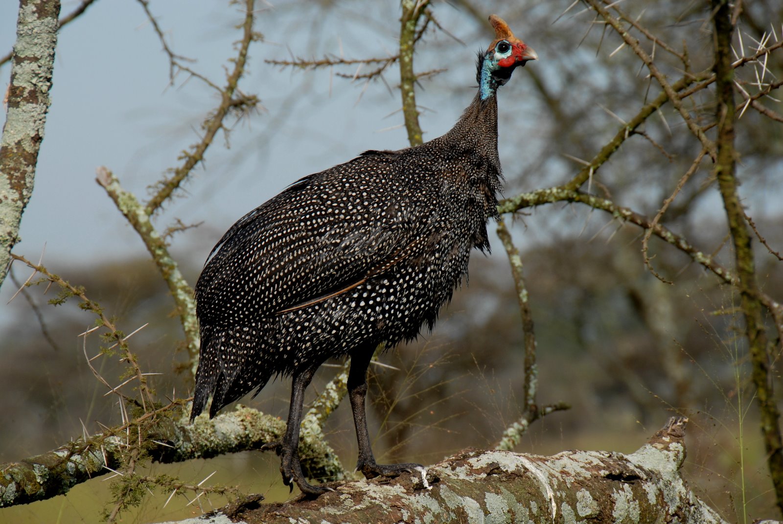 Helmeted Guineafowl wallpaper