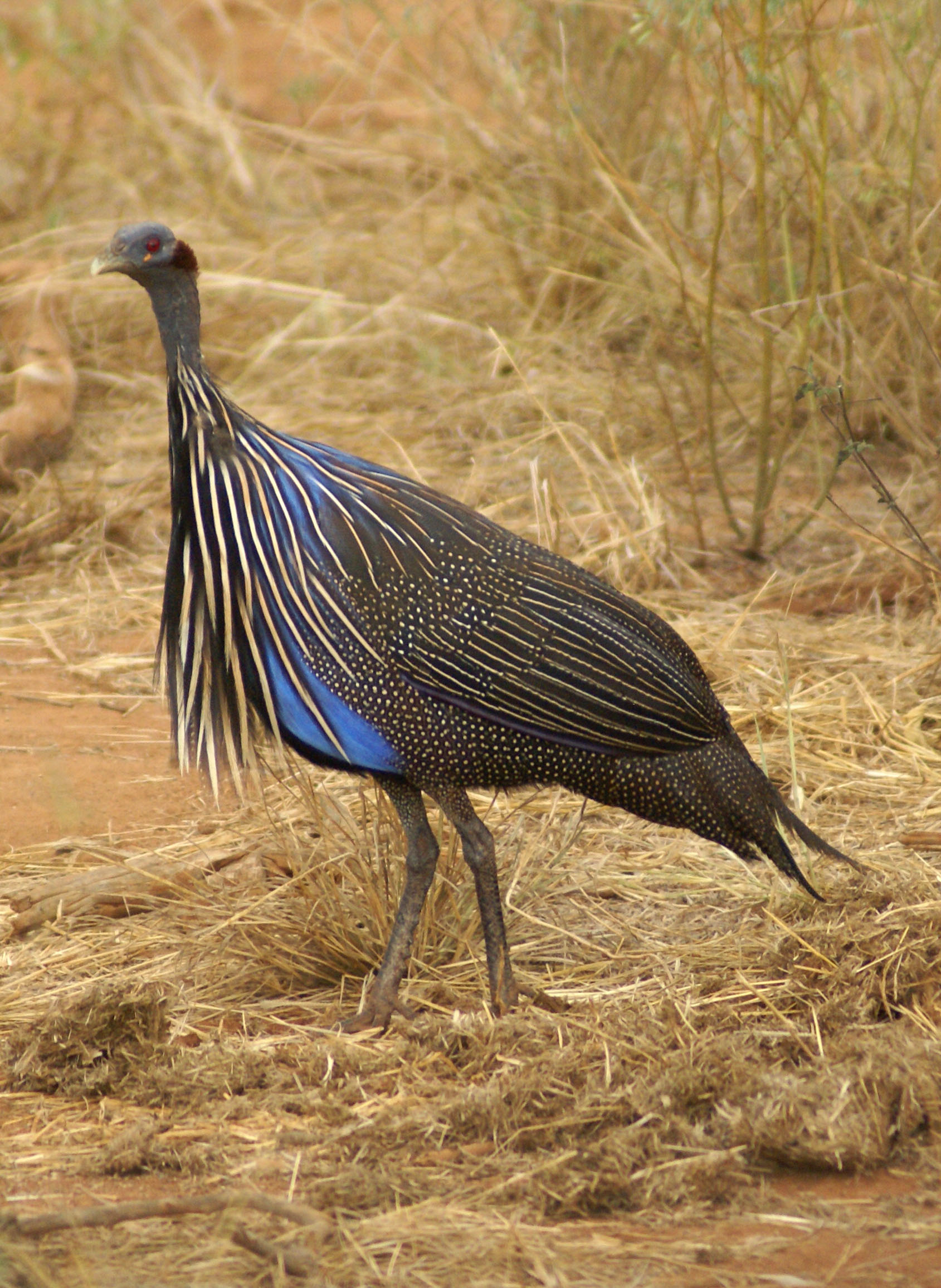 Vulturine Guineafowl wallpaper