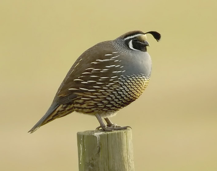 California Quail wallpaper