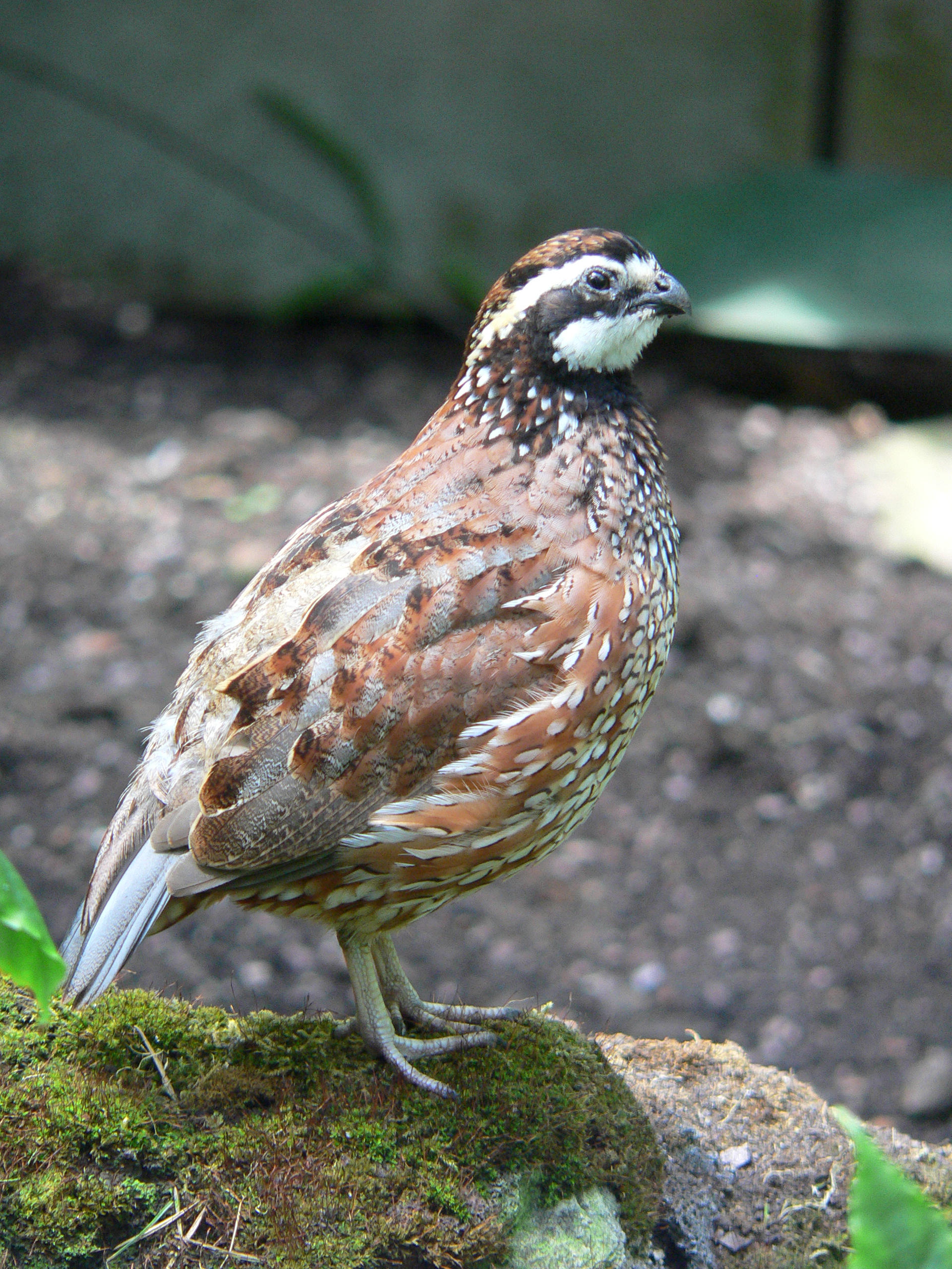 Northern Bobwhite wallpaper