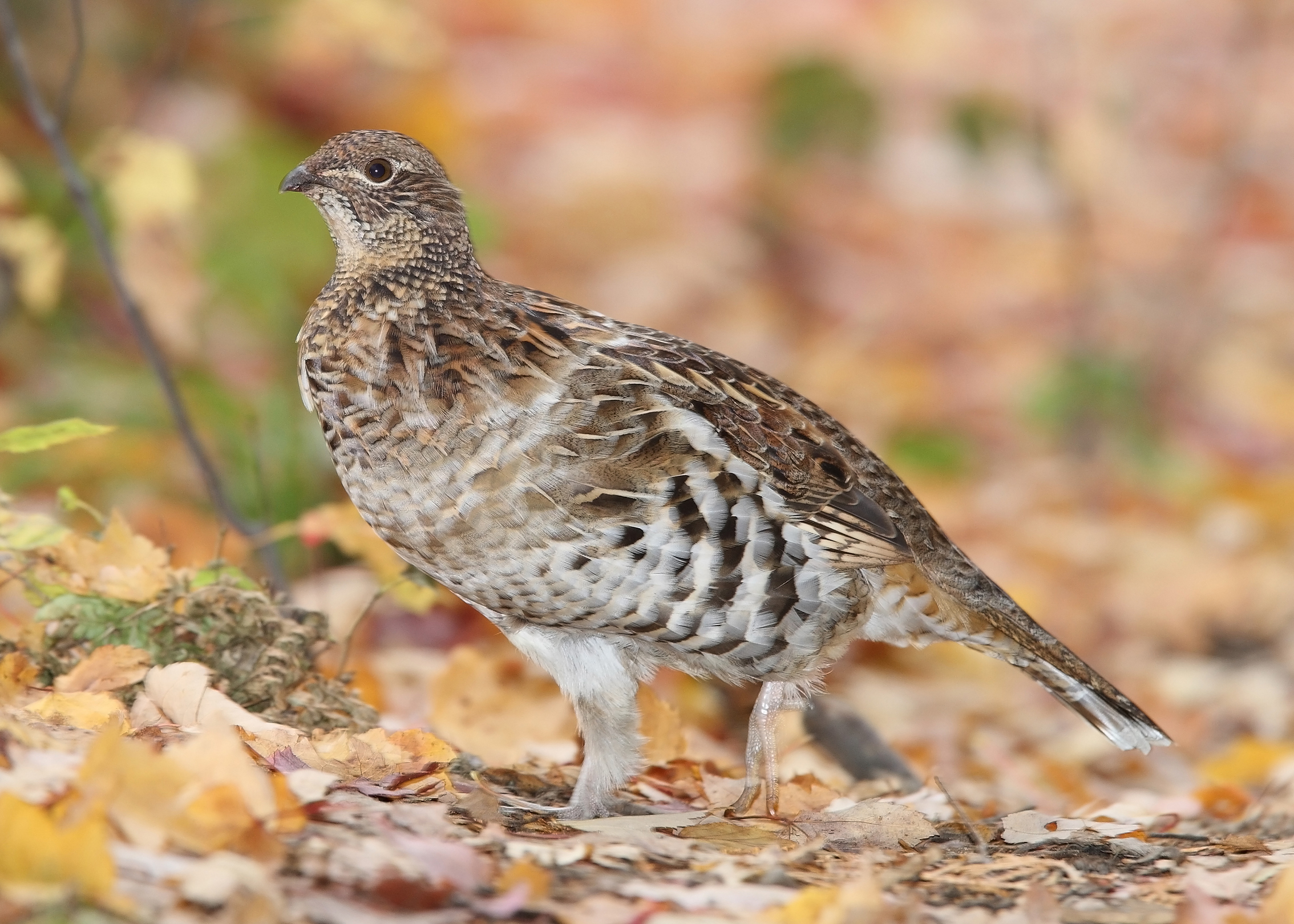 Ruffed Grouse wallpaper