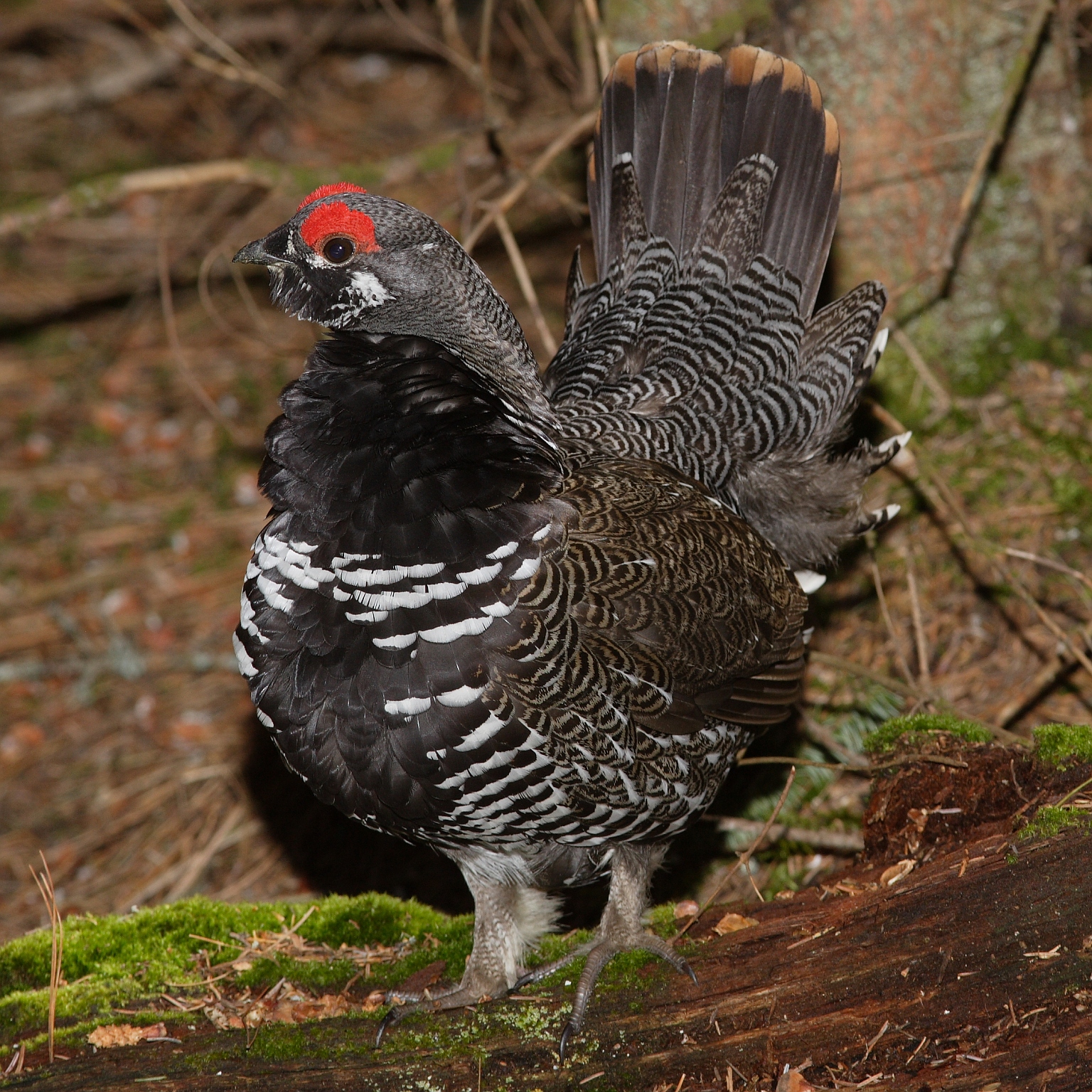 Spruce Grouse wallpaper