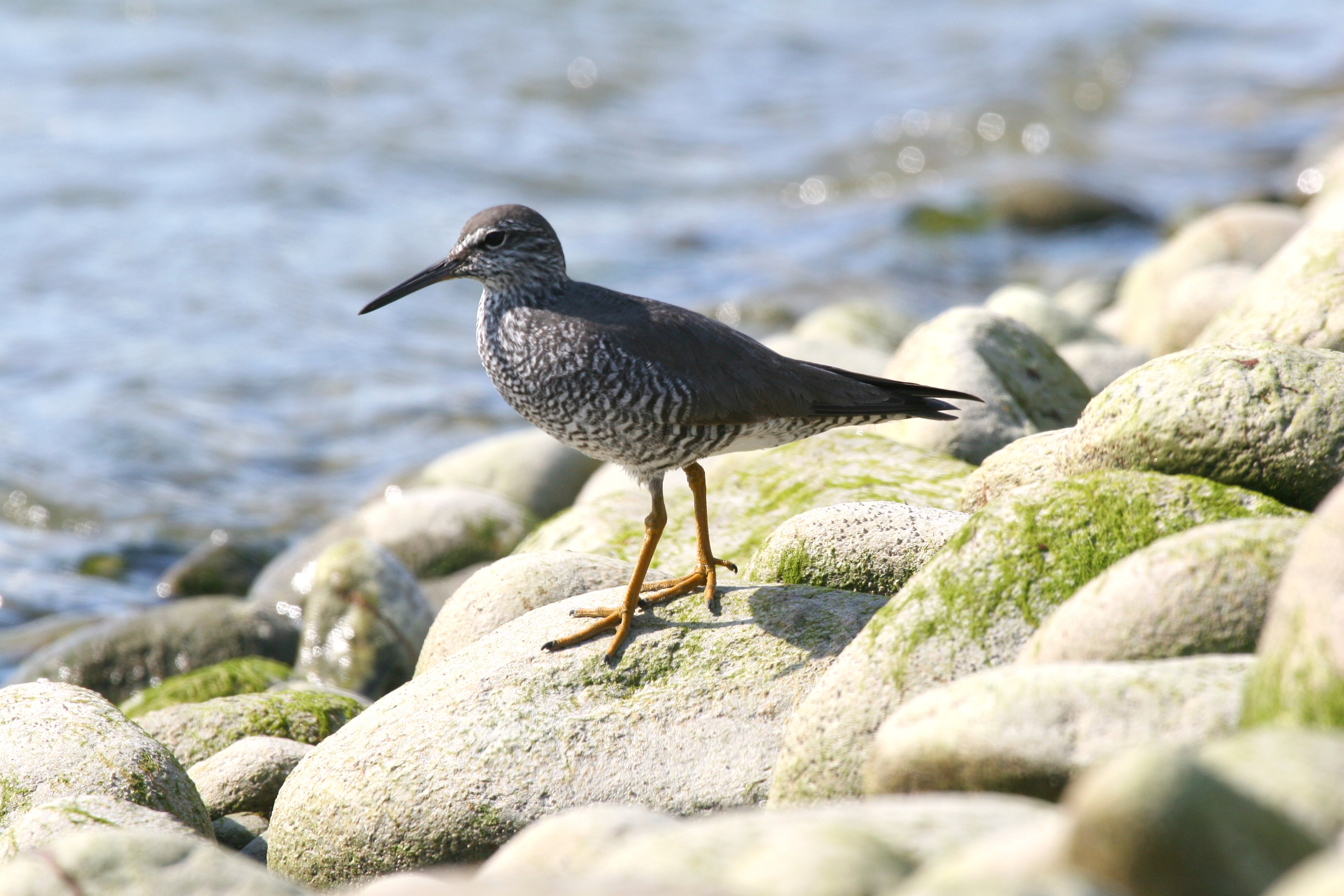 Wandering Tattler wallpaper