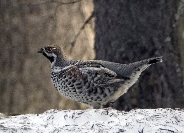 Hazel Grouse wallpaper