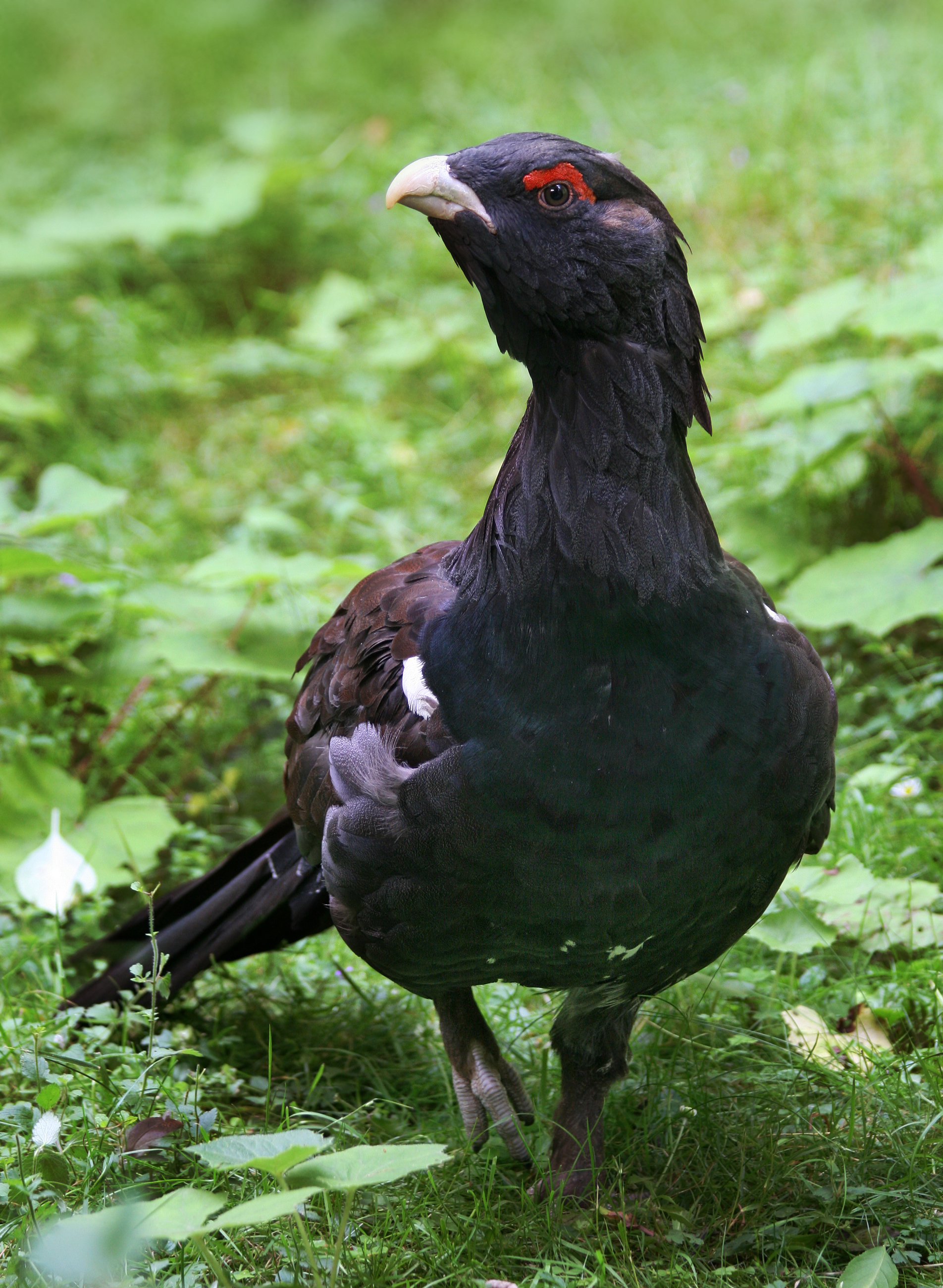 Western Capercaillie wallpaper