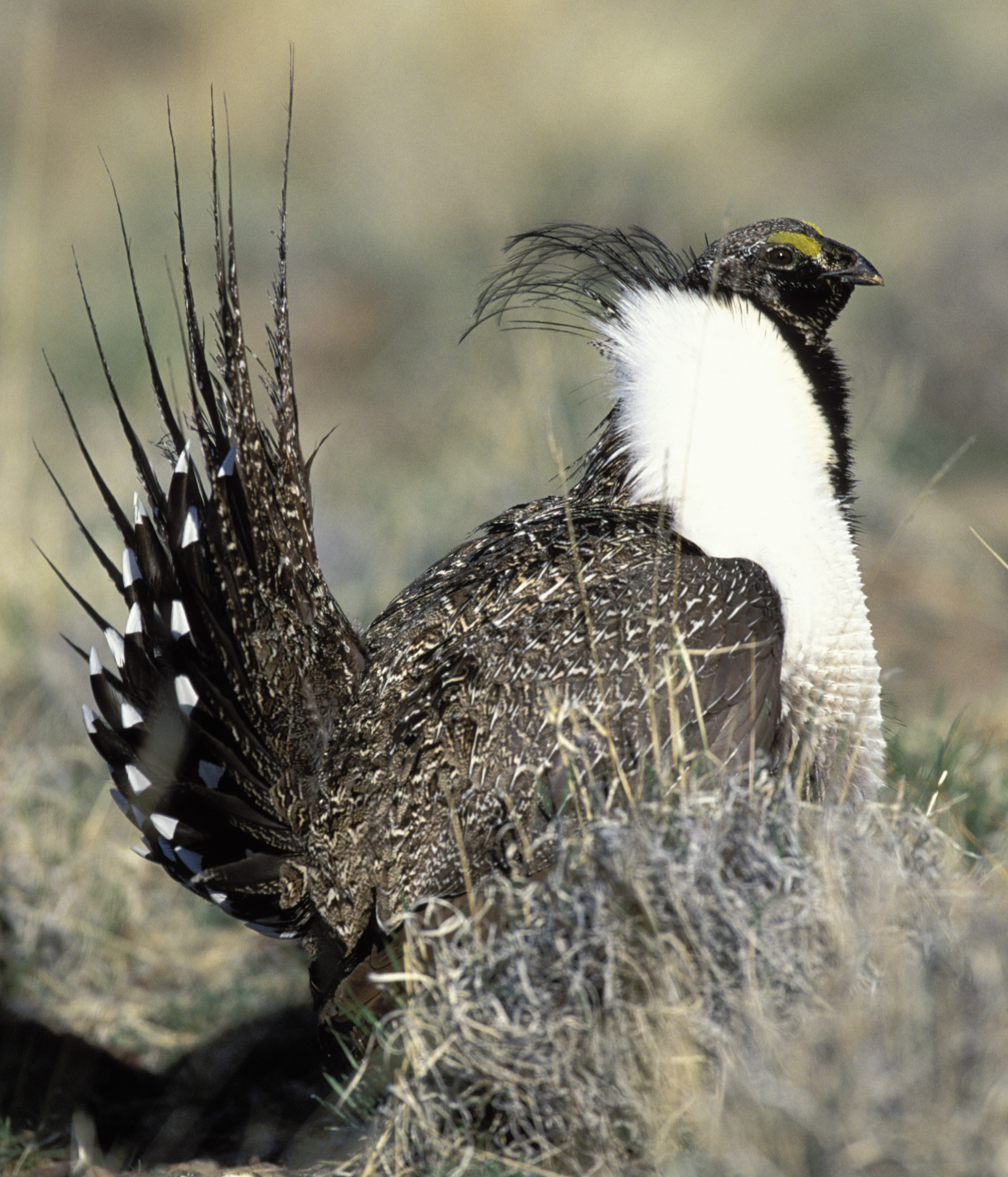 Sage-grouse wallpaper