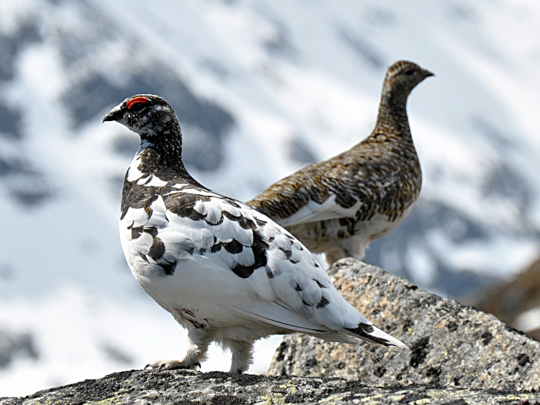 Rock Ptarmigan wallpaper