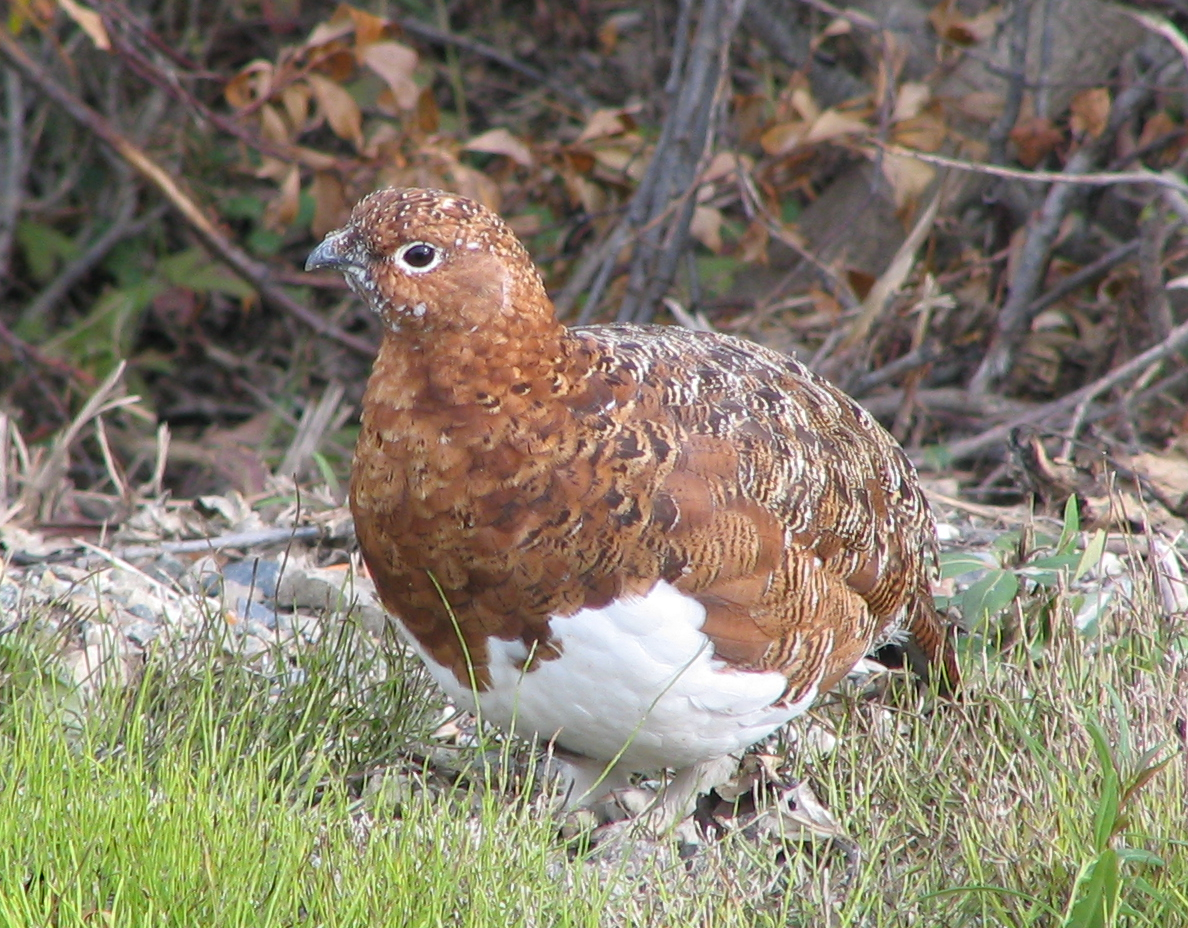 Willow Ptarmigan wallpaper