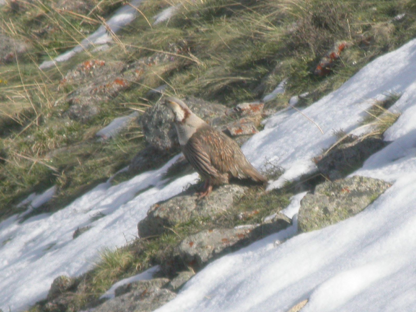 Himalayan Snowcock wallpaper