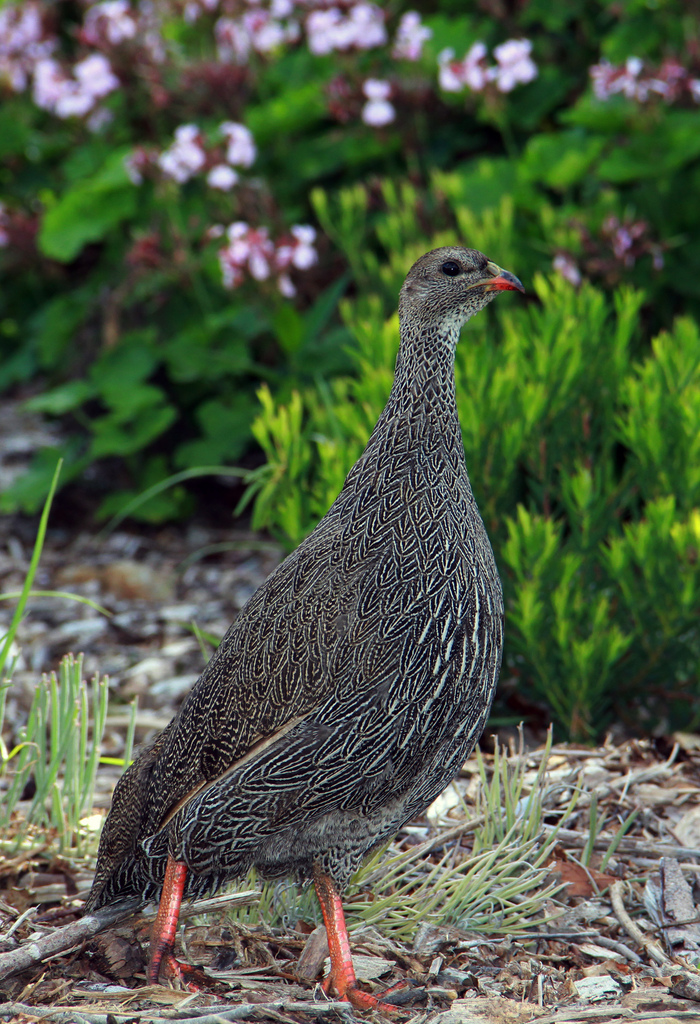 Cape Spurfowl wallpaper