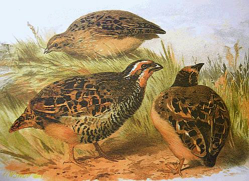 Jungle Bush Quail wallpaper