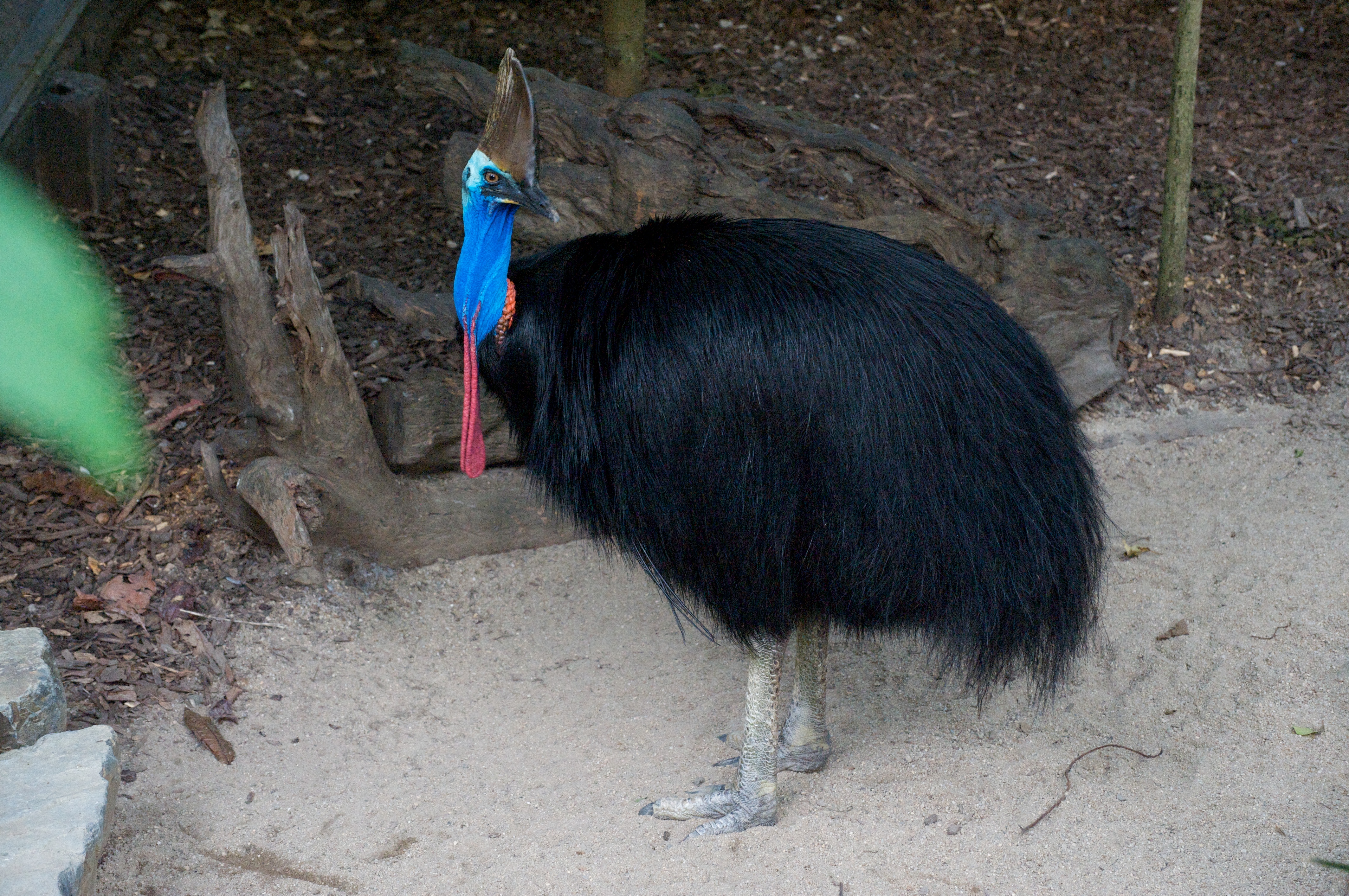 Southern Cassowary wallpaper