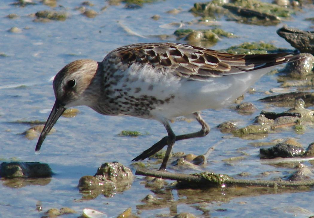 Dunlin wallpaper