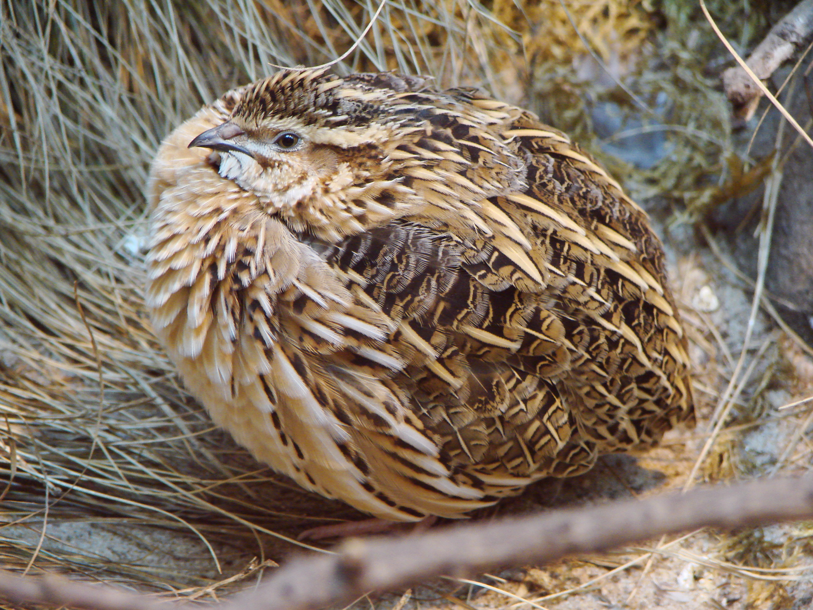 Common Quail wallpaper