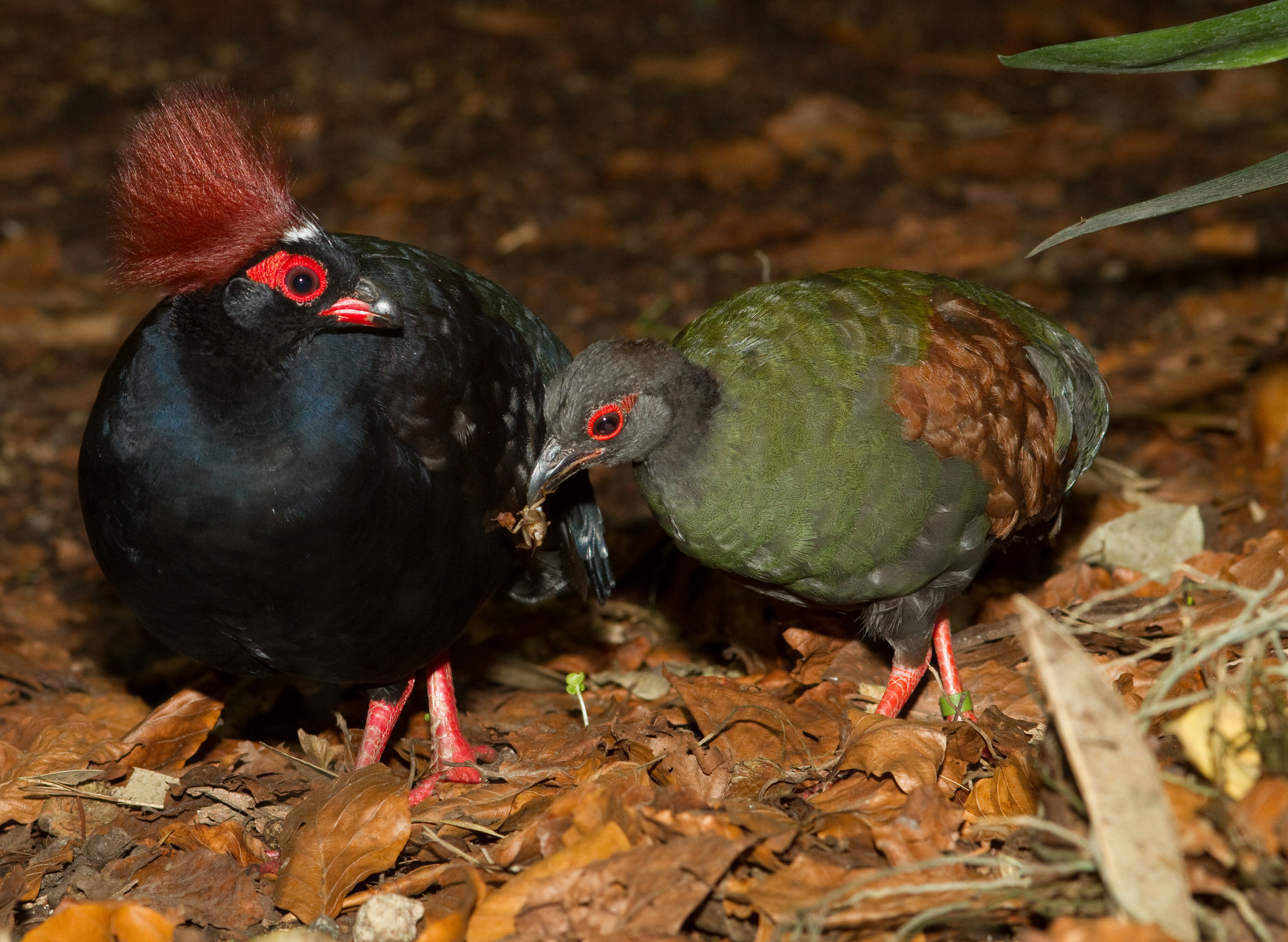 Crested Partridge wallpaper