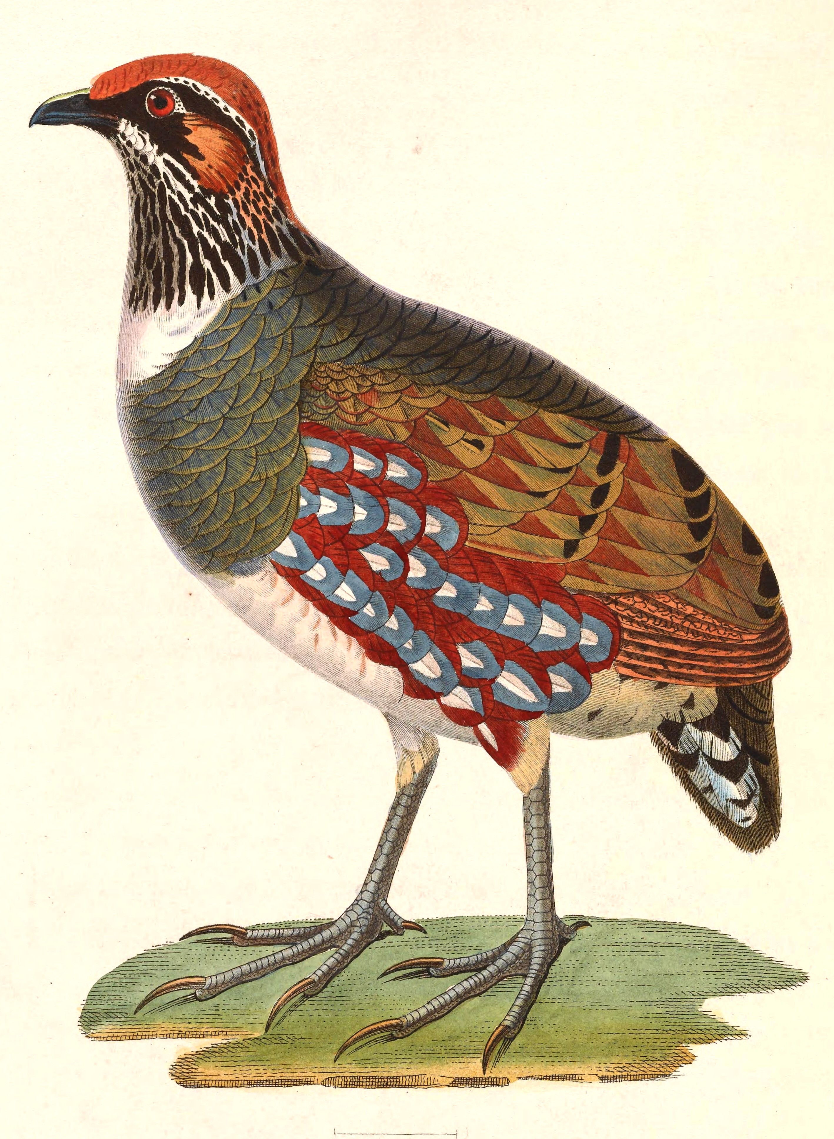 Hill Partridge wallpaper