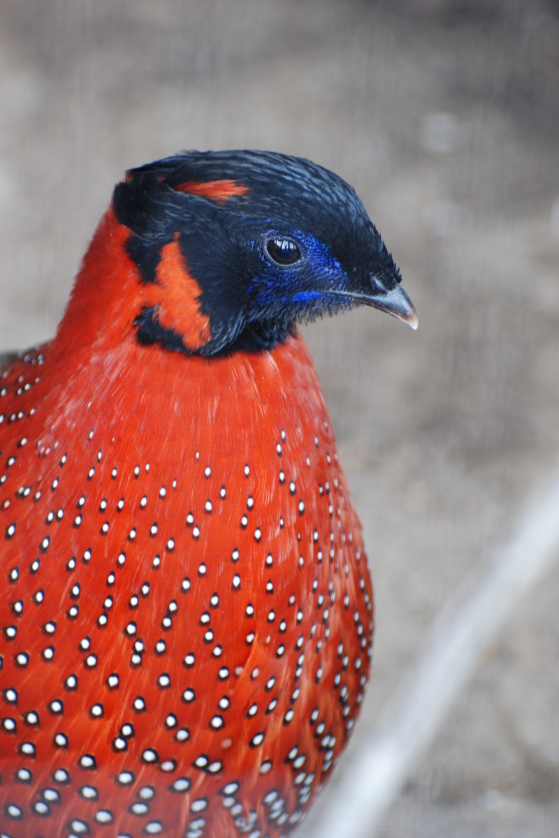 Satyr Tragopan wallpaper