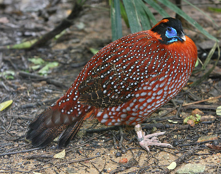 Temminck's Tragopan wallpaper