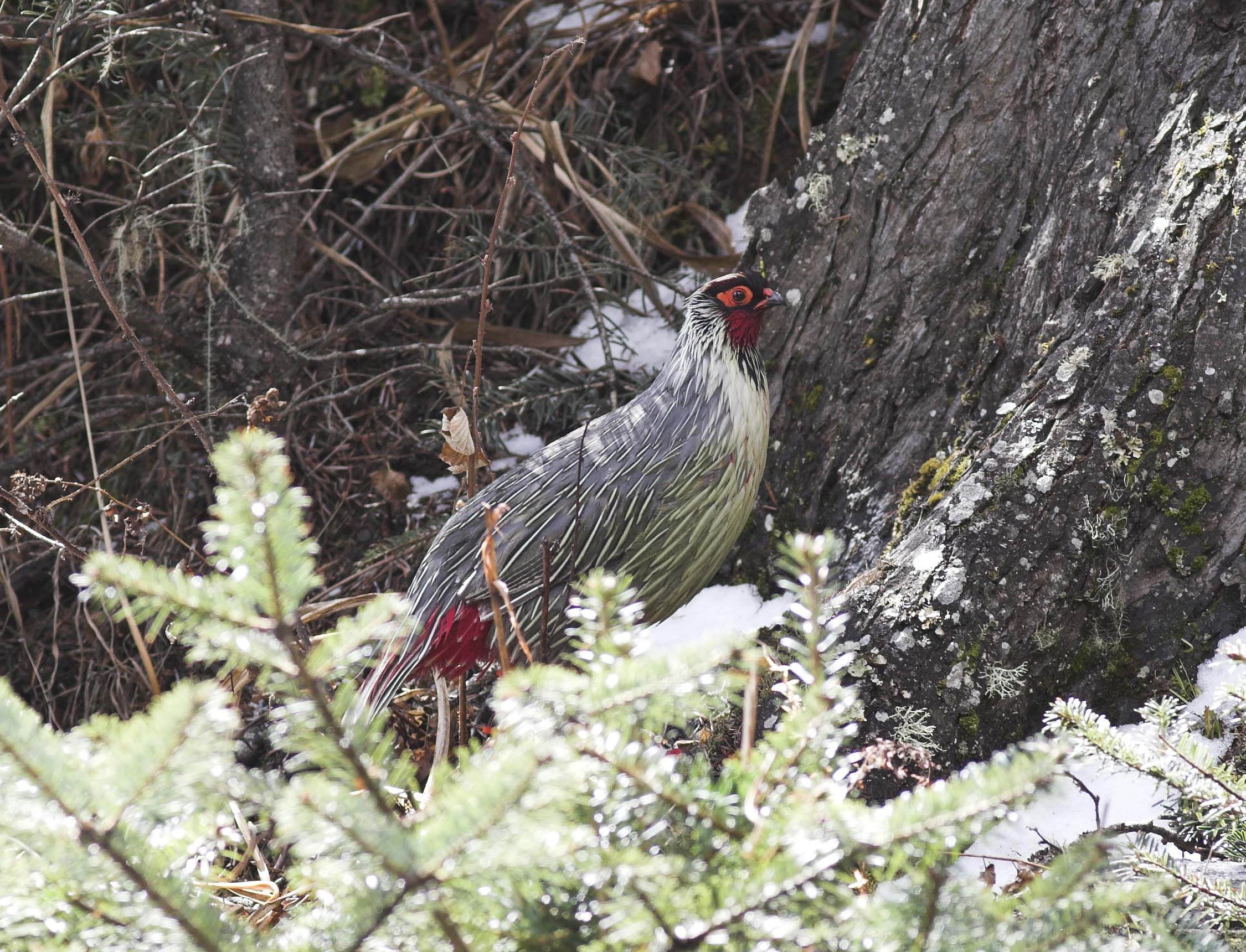 Blood Pheasant wallpaper