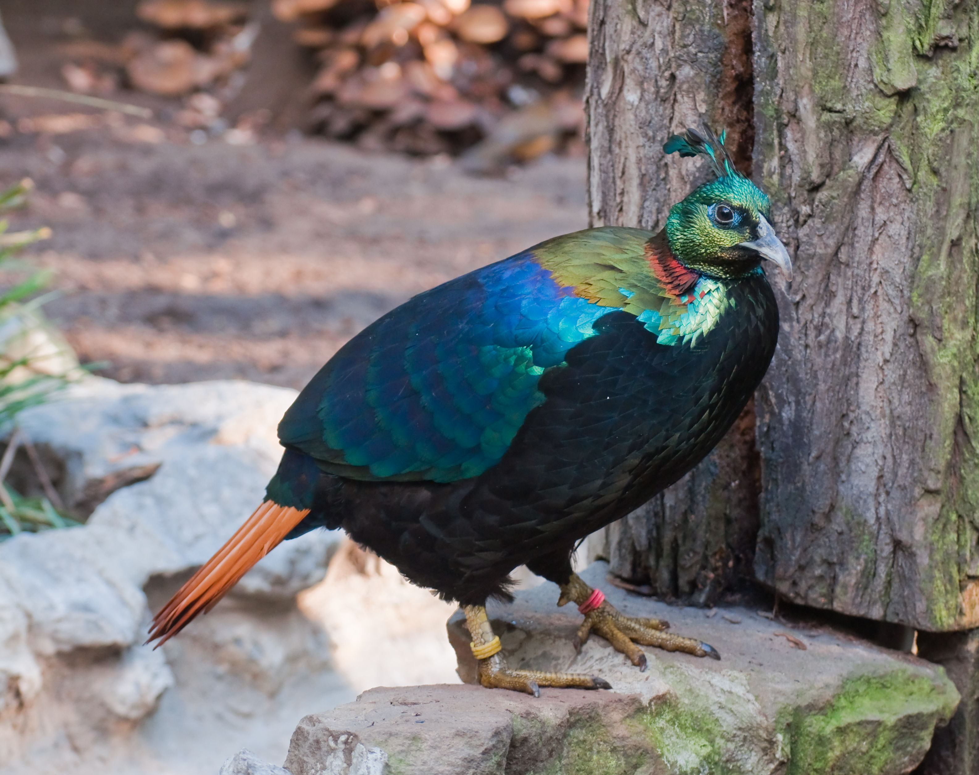 Himalayan Monal wallpaper