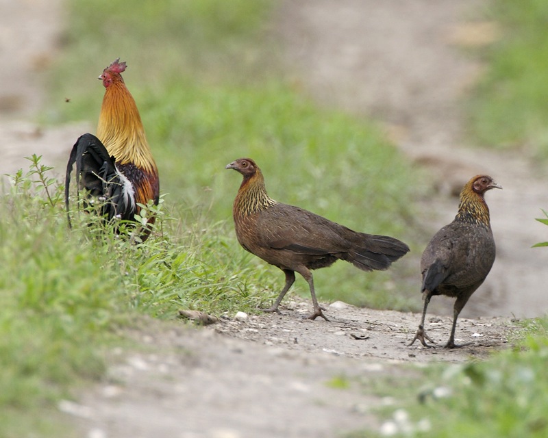 Red Junglefowl wallpaper